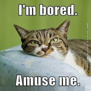 805673865-funny-cat-pics-im-bored-amuse-me